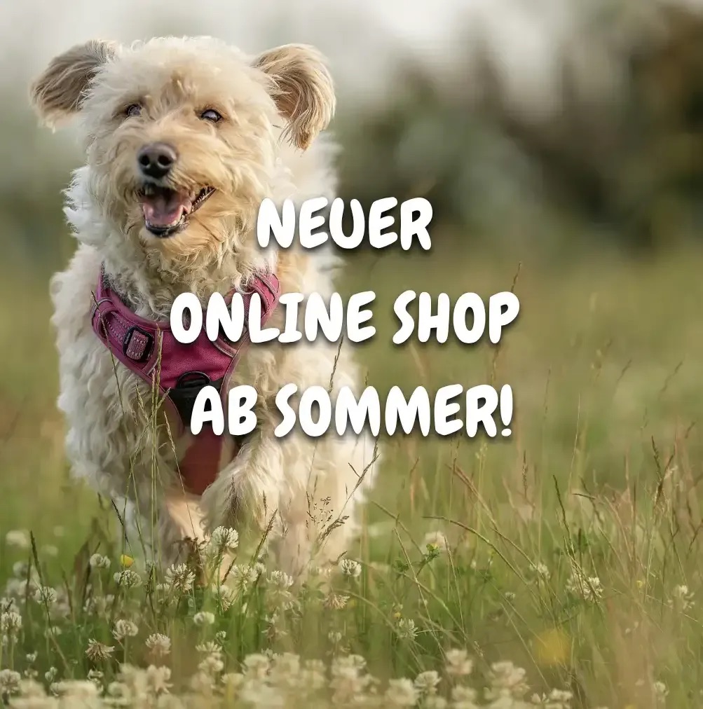 Futter Hund